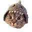 Shark Cat