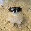 Kori The Pom