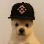 PUP (pupxbnb.com)